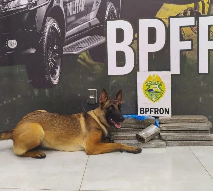Cão farejador localiza 17 quilos de maconha em ônibus na PR-323 e homem é detido