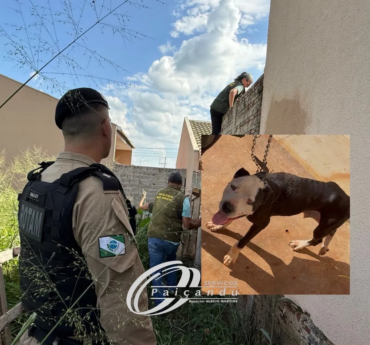 Cães são resgatados após abandono em Paiçandu e caso será investigado pela polícia
