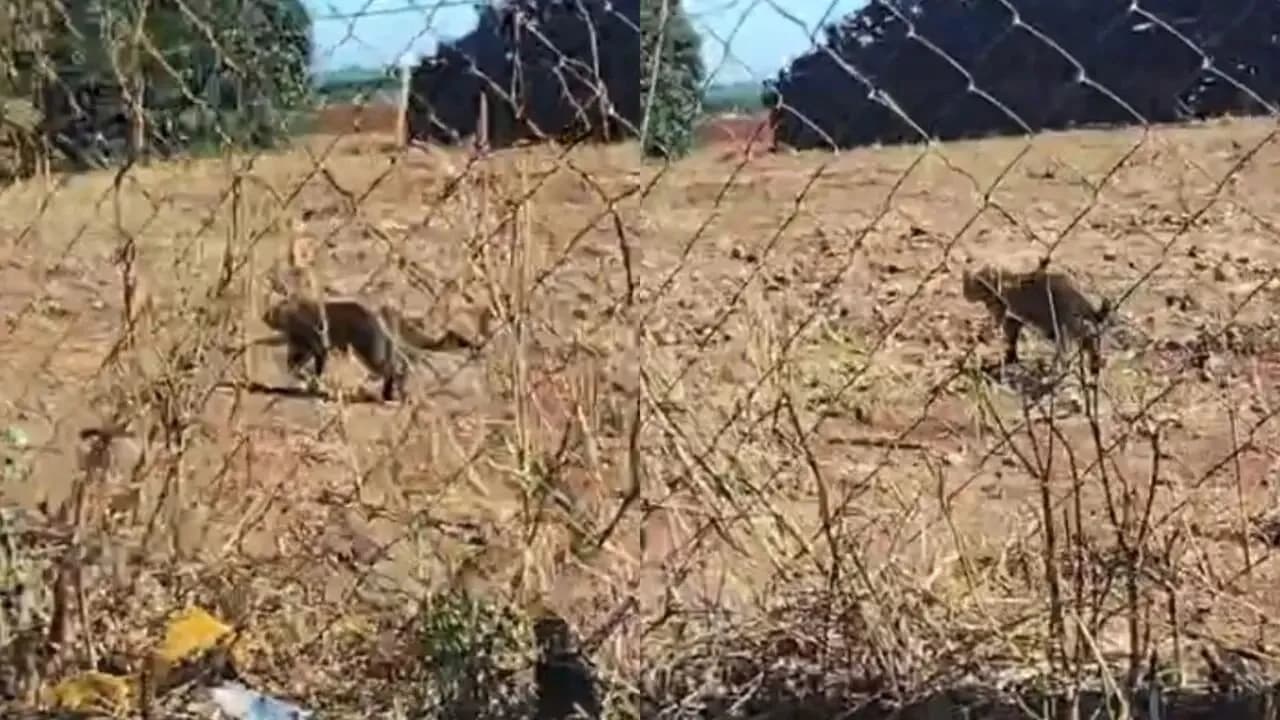 Onça é flagrada próxima a empresa em Marialva e assusta moradores da região