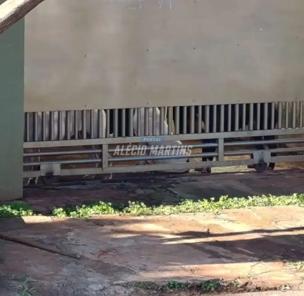 Idosa fica gravemente ferida após ser atacada por pitbulls em Sarandi