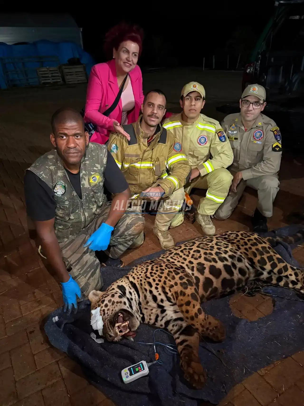 Onça-pintada é capturada após meses de monitoramento na região de Mandaguari