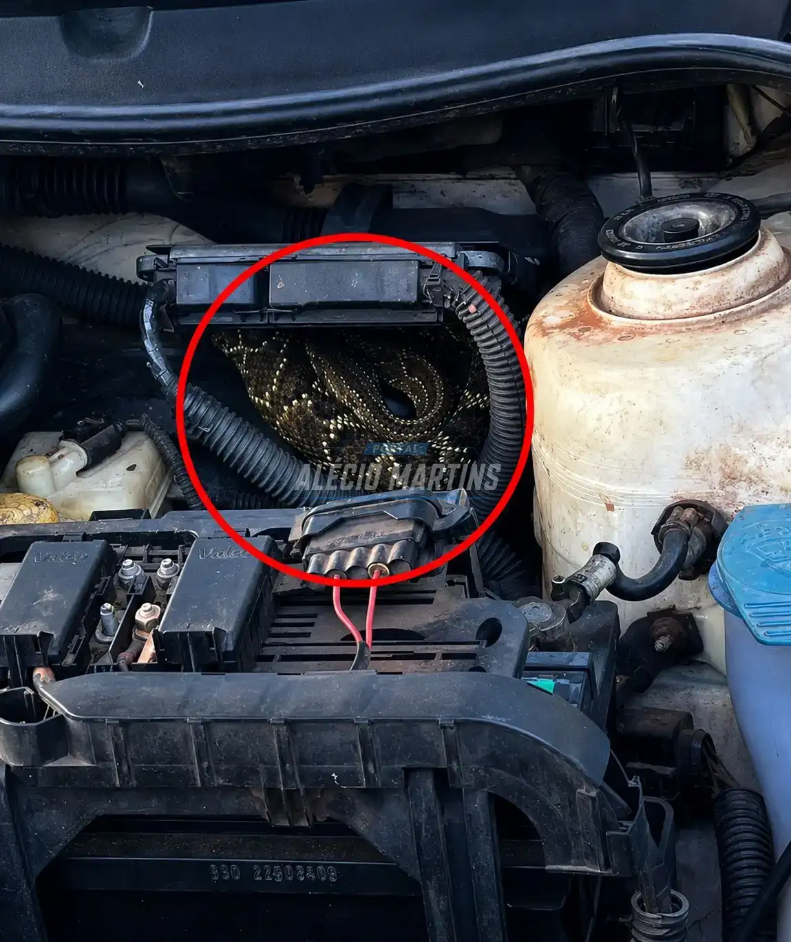 Cobra cascavel é encontrada escondida em motor de veículo e mobiliza bombeiros no Noroeste do Paraná