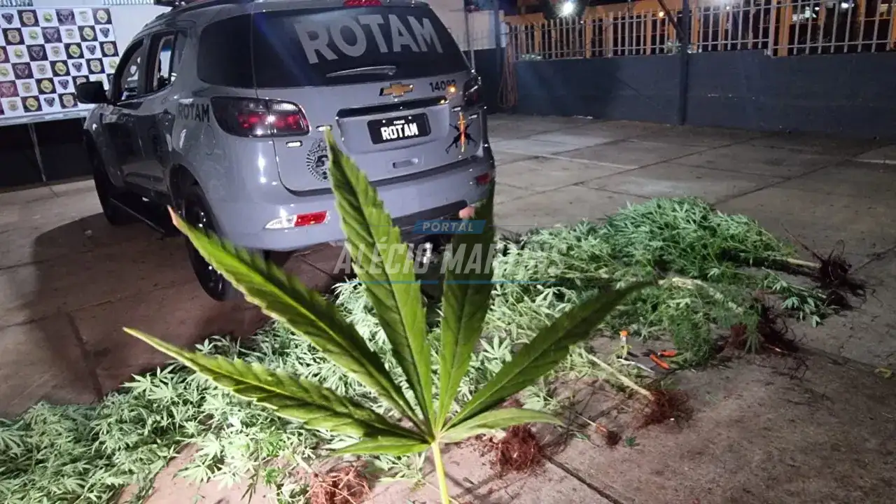 Homem é preso com vários pés de maconha em casa em Maringá