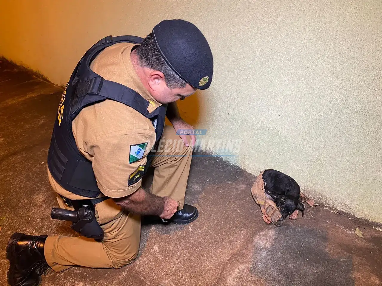 Cachorro é encontrado jogado no lixo em Paiçandu. A polícia militar atendeu a ocorrência