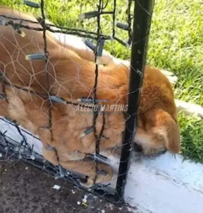 Cachorro é encontrado morto enroscado na decoração de Natal de Paiçandu