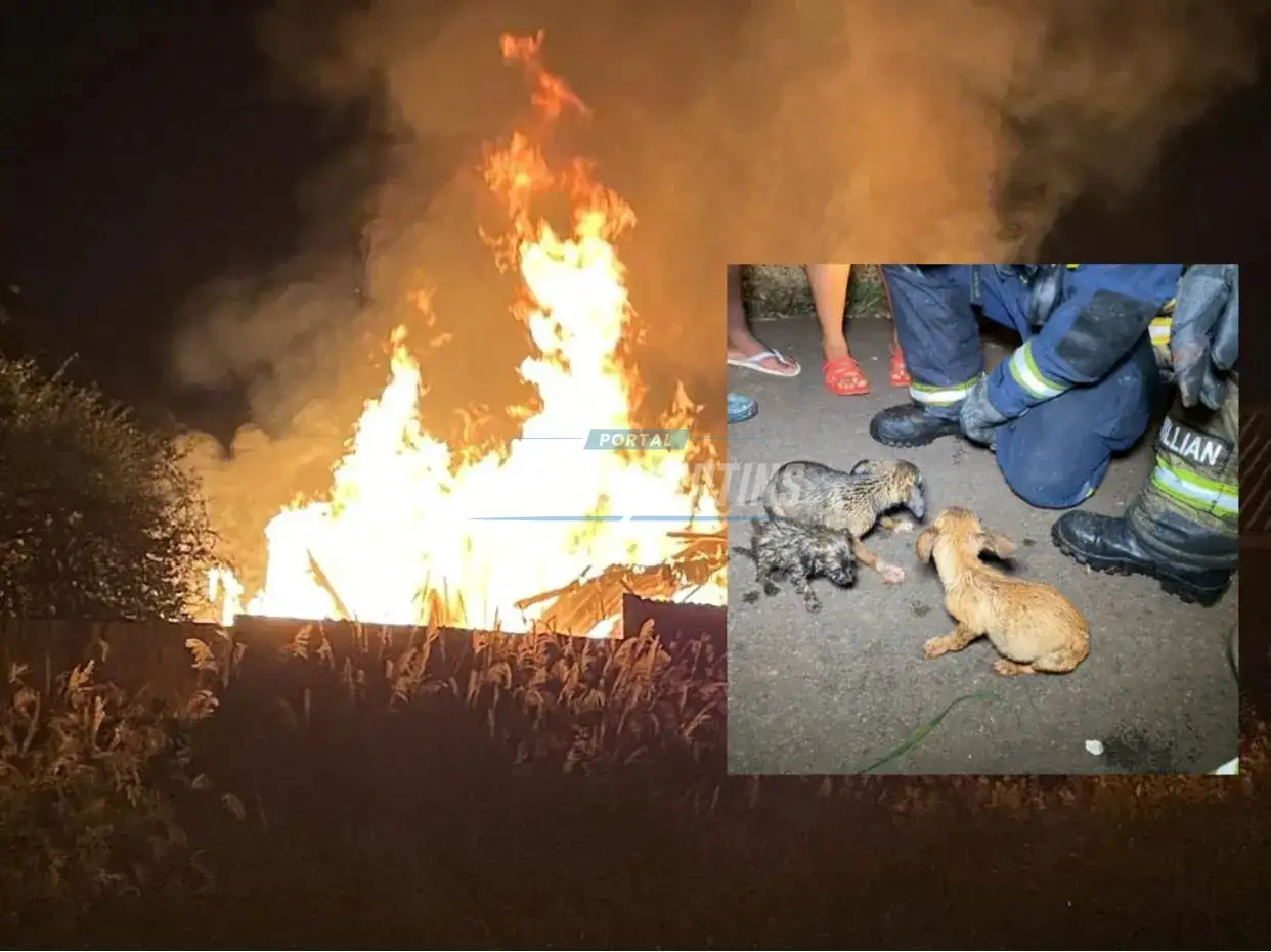 Homem ateia fogo na casa da ex no centro de Paiçandu. Quatro cachorrinhos foram resgatados pelo Corpo de Bombeiros