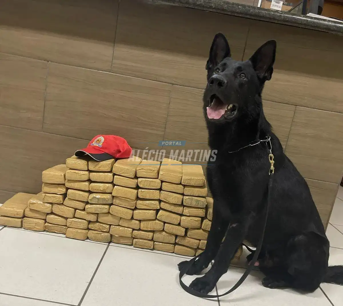 Cão fareja drogas, e passageiro é preso com mais de 42 quilos de maconha em ônibus na PR-323
