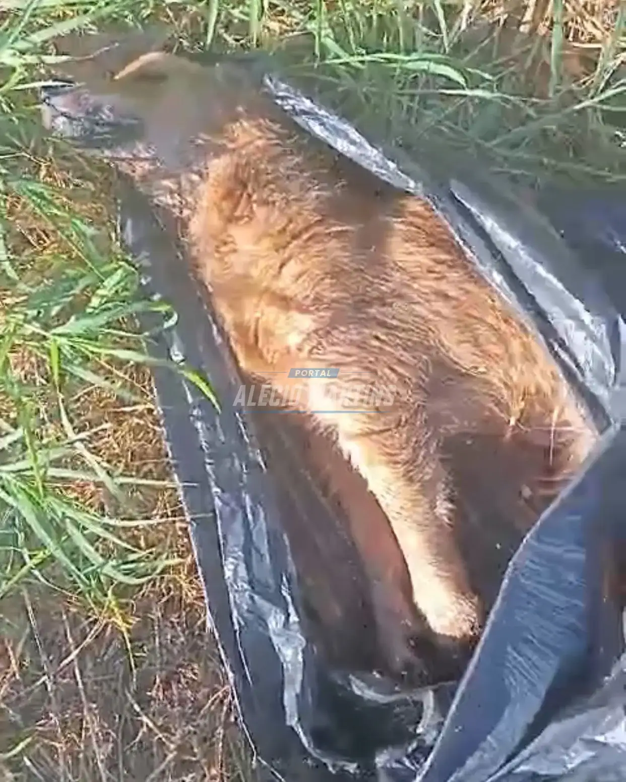 COVARDIA - Cachorro é amarrado e jogado vivo dentro de saco de lixo, em Paiçandu
