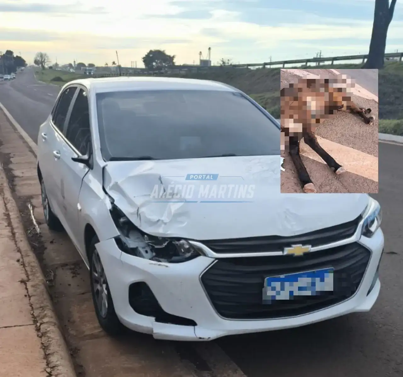 Olha o perigo - Animal solto na rodovia provoca acidente em Paiçandu