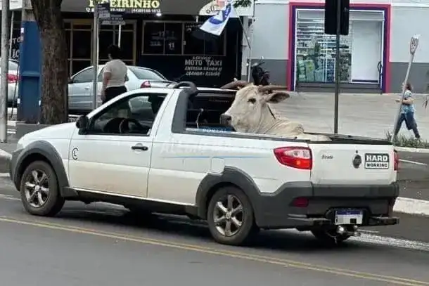 Boi é flagrado sendo transportado em picape em cidade do Paraná