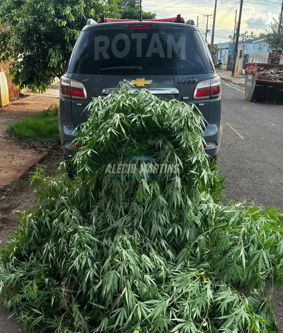 ROTAM do 32º BPM localiza plantação de pé de maconha em Sarandi, um homem foi preso