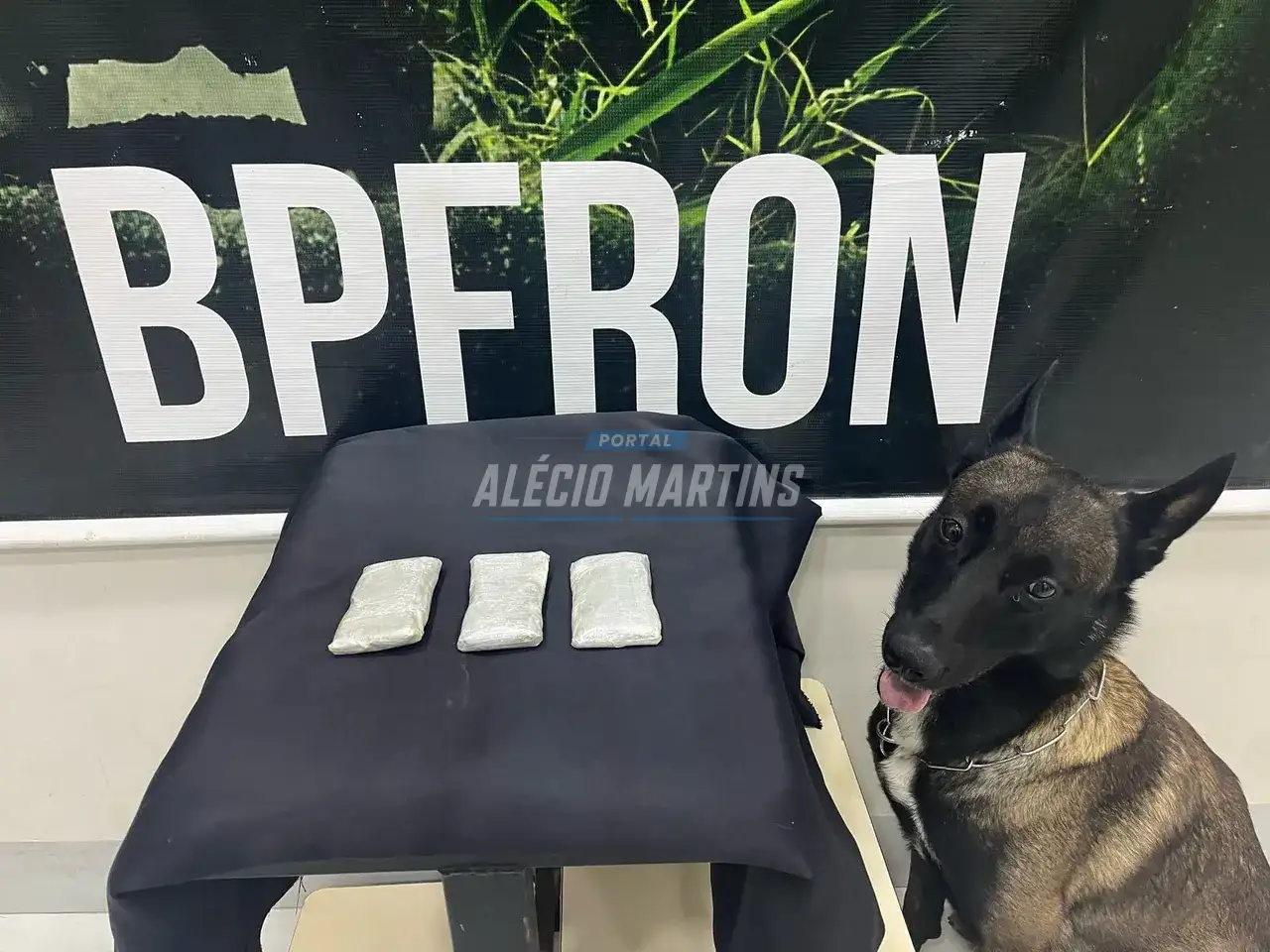 Com ajuda de capa farejador polícia apreende drogas com passageiro de ônibus na PR-323