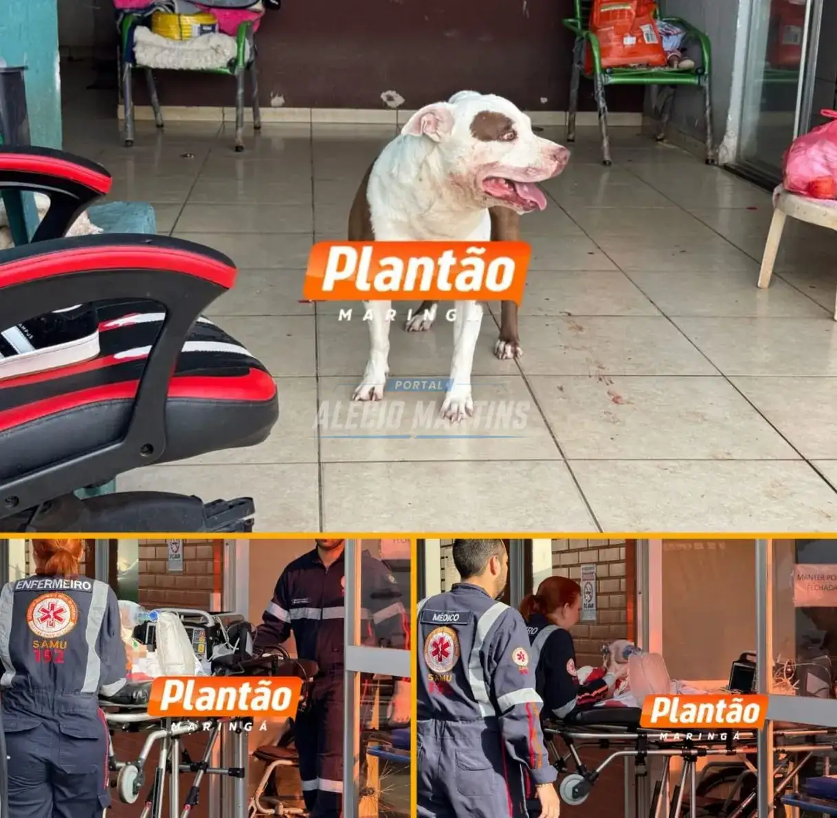 Bebê de 1 ano é intubada após ser atacada por pitbull da própria família, em Sarandi