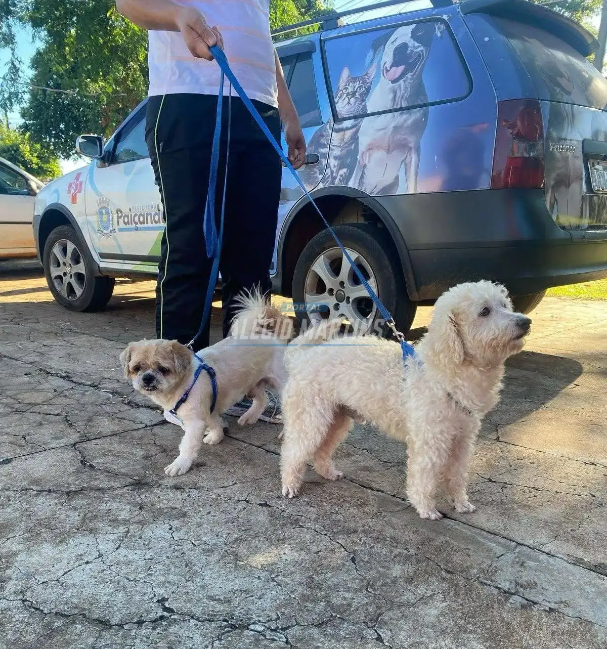 Paiçandu é novamente contemplada pelo programa estadual CastraPet e ultrapassa a marca de 1.400 animais castrados
