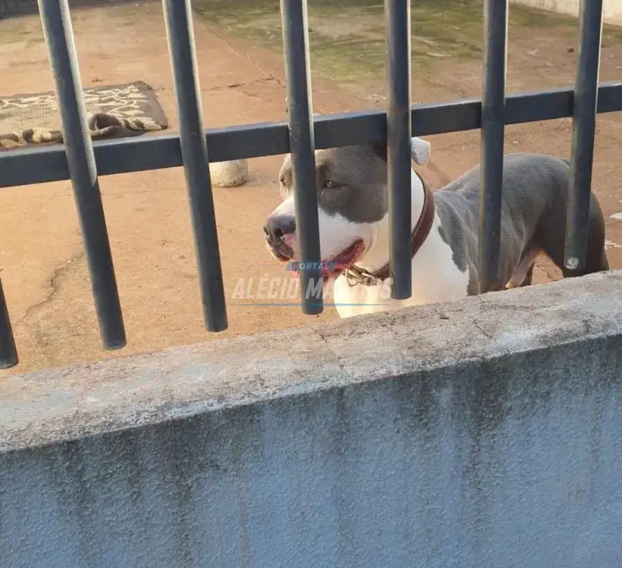 Mulher fica ferida em ataque de pitbull e tutora do cachorro é encaminhada à delegacia, em Sarandi