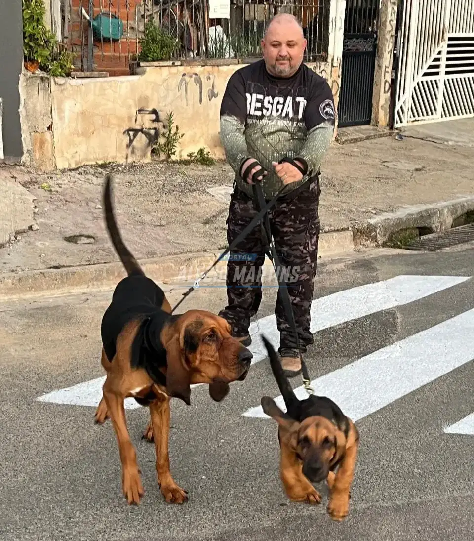 Zeus, cão de Paiçandu, é certificado para atuar em buscas por todo o Brasil