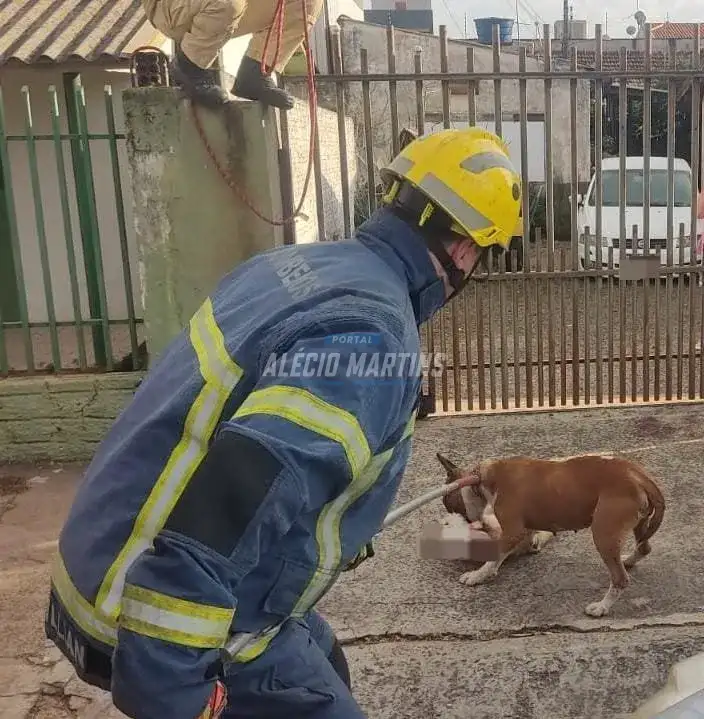 Bull Terrier é capturada pelo Corpo de Bombeiros após ataque fatal a cachorro em Paiçandu