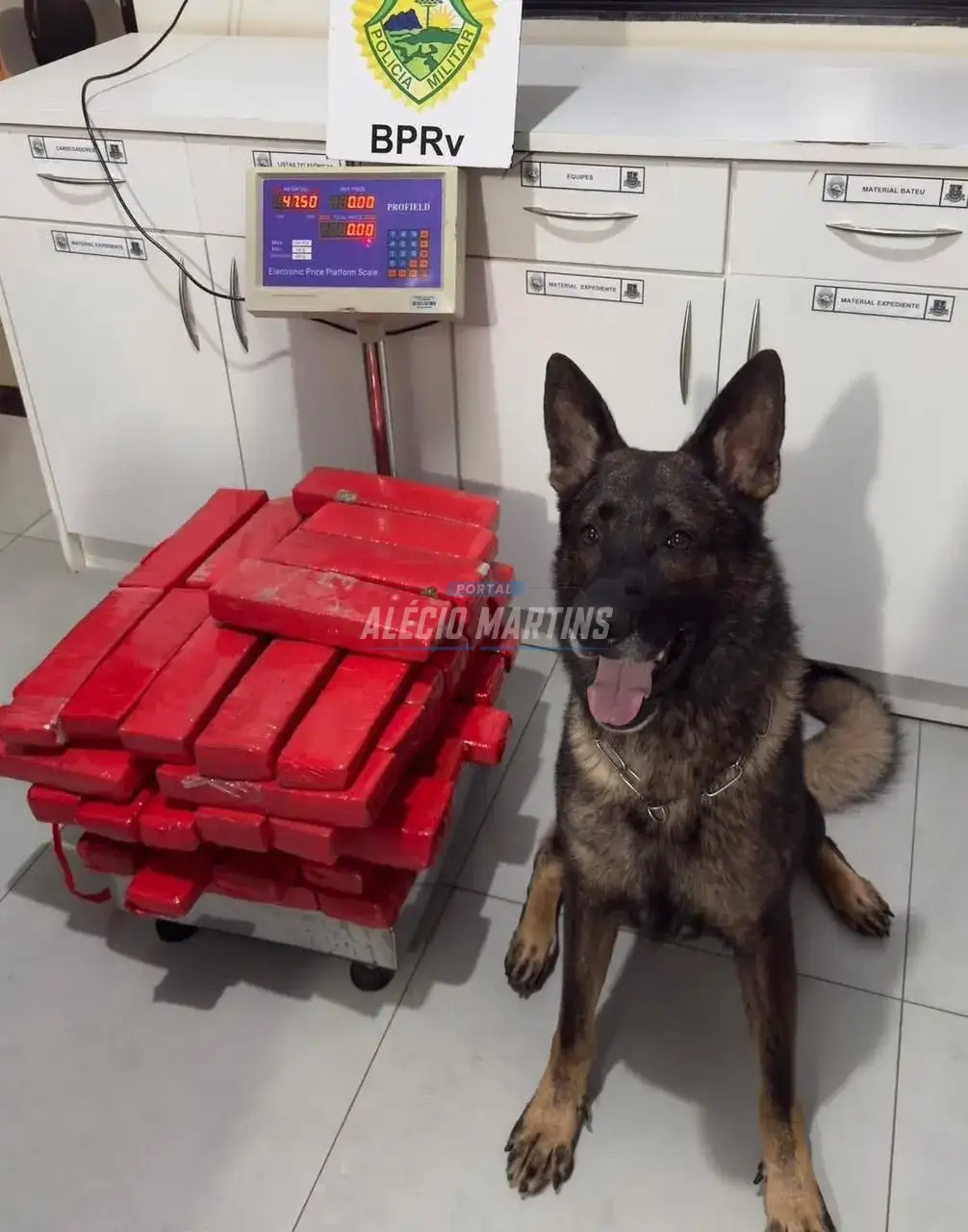 Polícia Rodoviária apreende cerca de 200 kg de maconha com apoio do cão Colt na PR-323