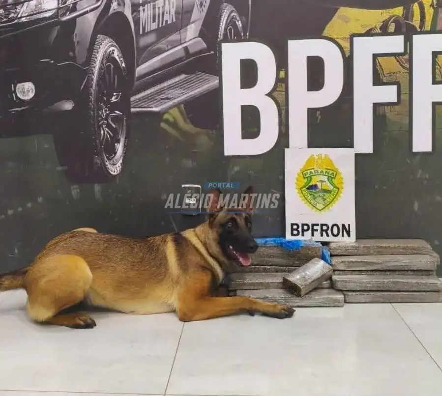 Cão farejador localiza 17 quilos de maconha em ônibus na PR-323 e homem é detido