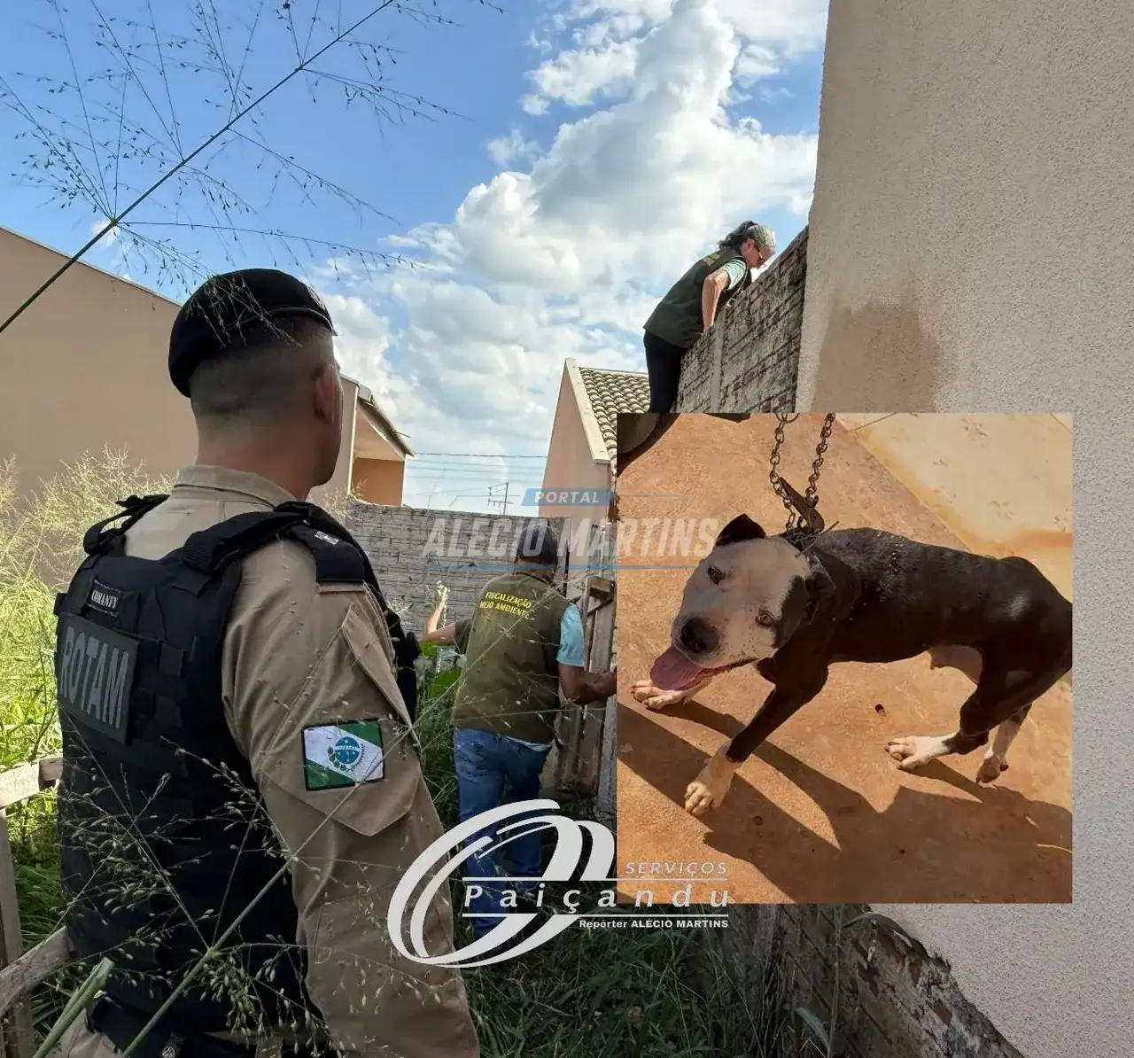 Cães são resgatados após abandono em Paiçandu e caso será investigado pela polícia