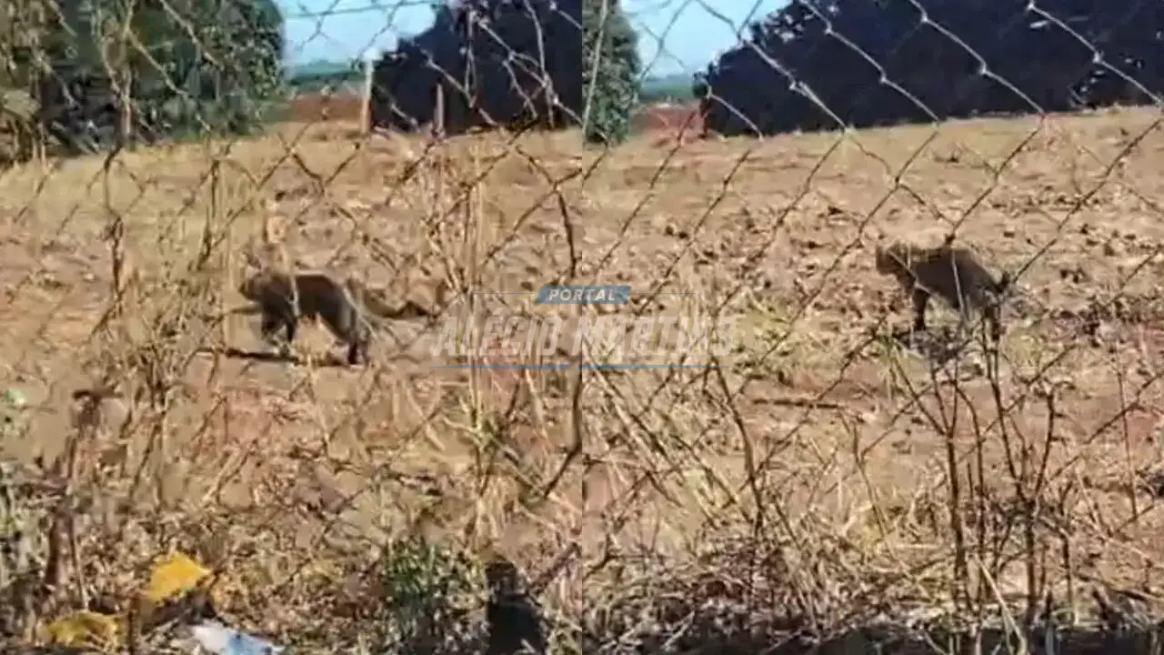 Onça é flagrada próxima a empresa em Marialva e assusta moradores da região