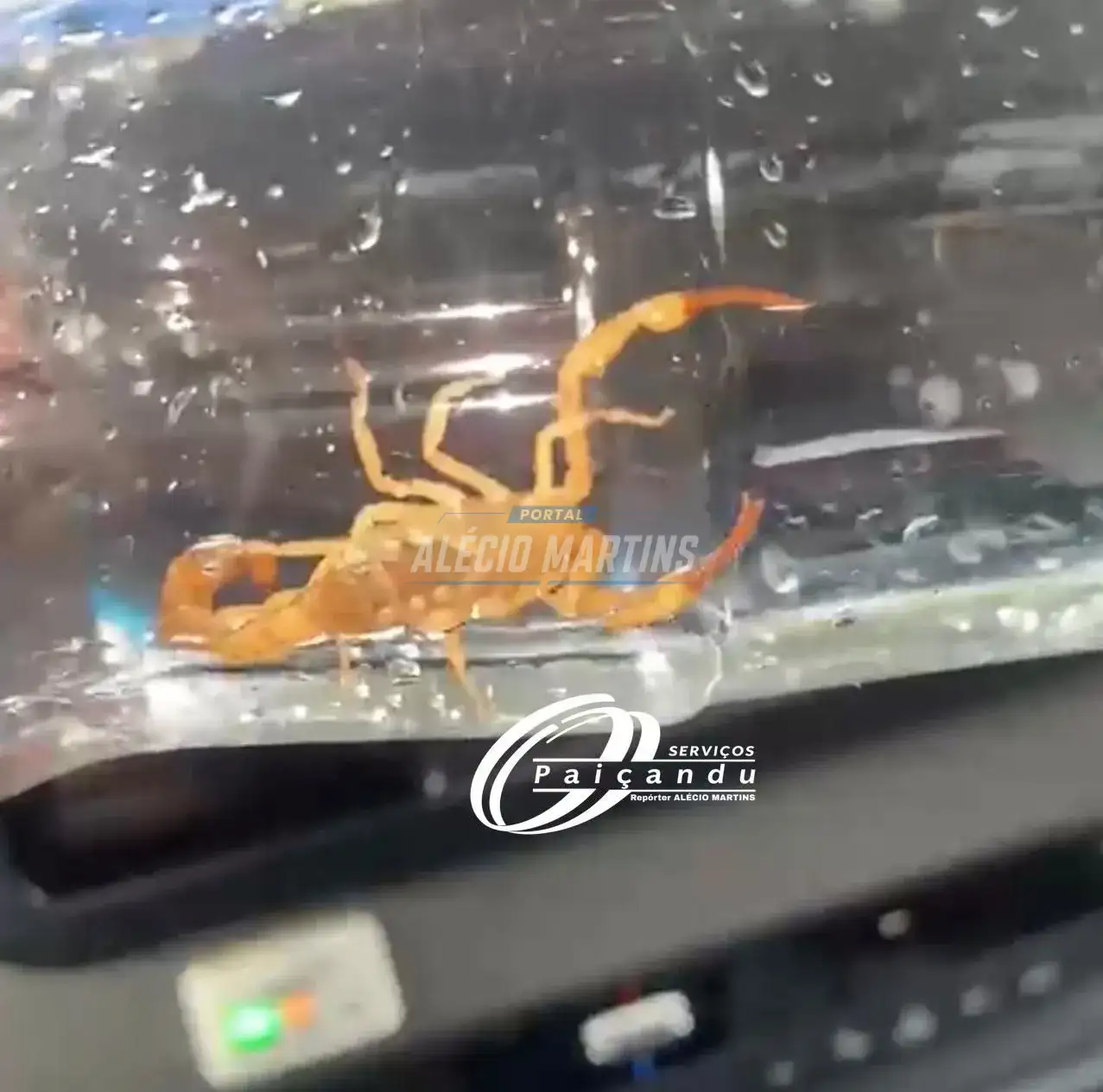 Mulher é picada por escorpião amarelo e mobiliza equipe do SAMU em Paiçandu